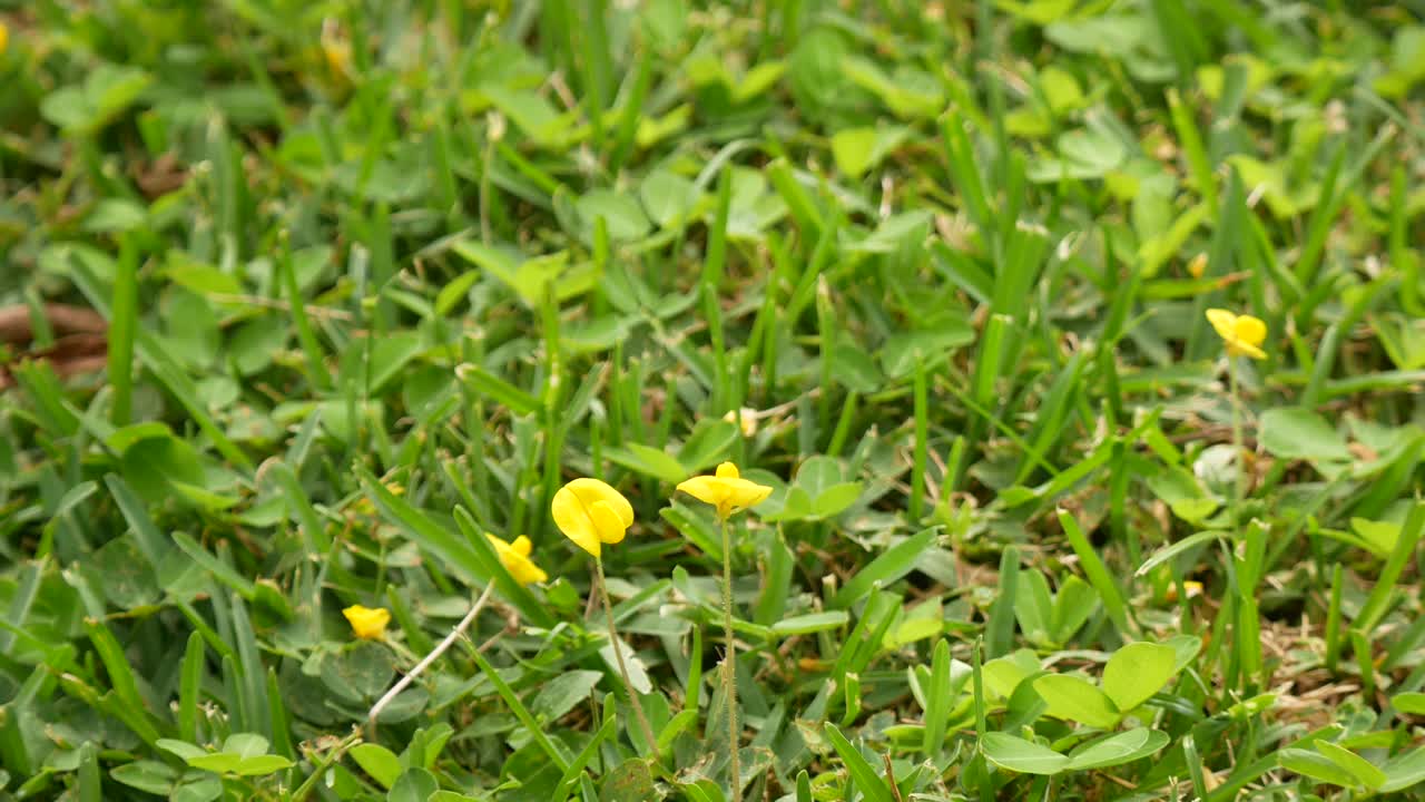 公园里的黄花随风摇曳视频素材