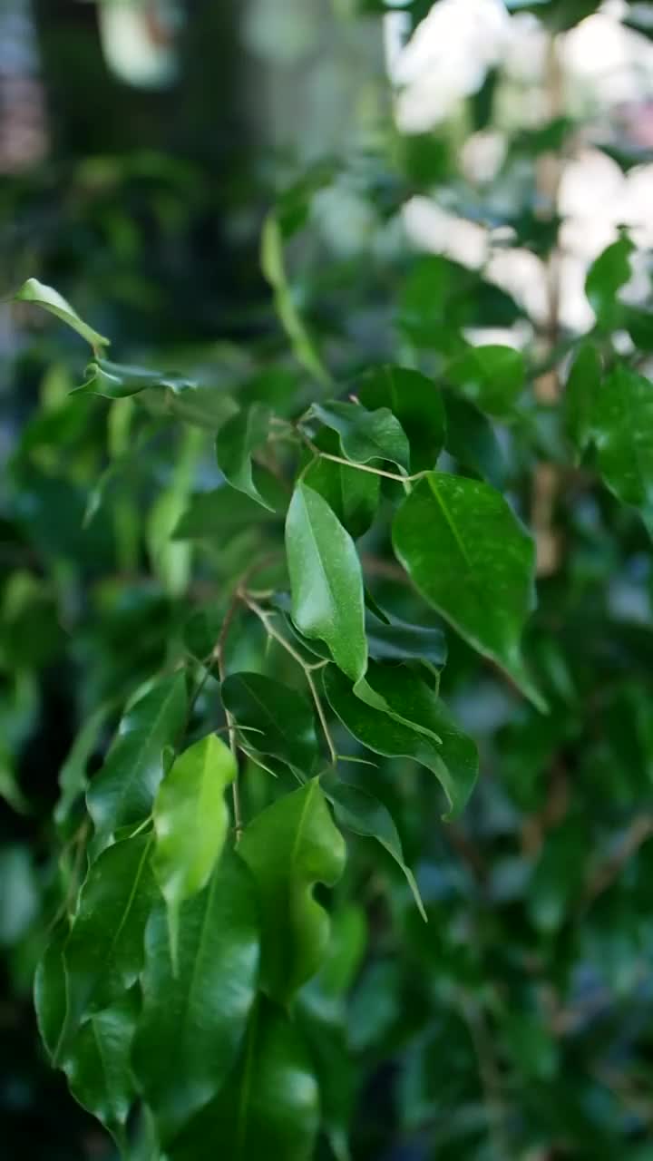 五颜六色的绿色美丽和茂盛的榕树植物站在花盆里的一朵花视频素材