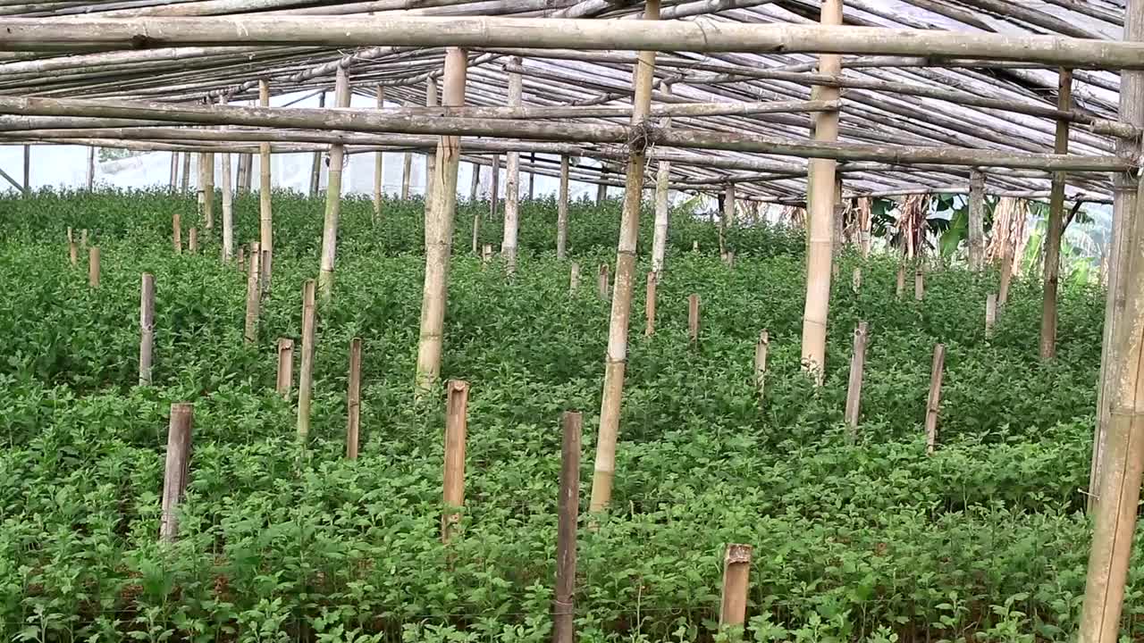 在印度尼西亚的一个传统温室里种植菊花视频素材