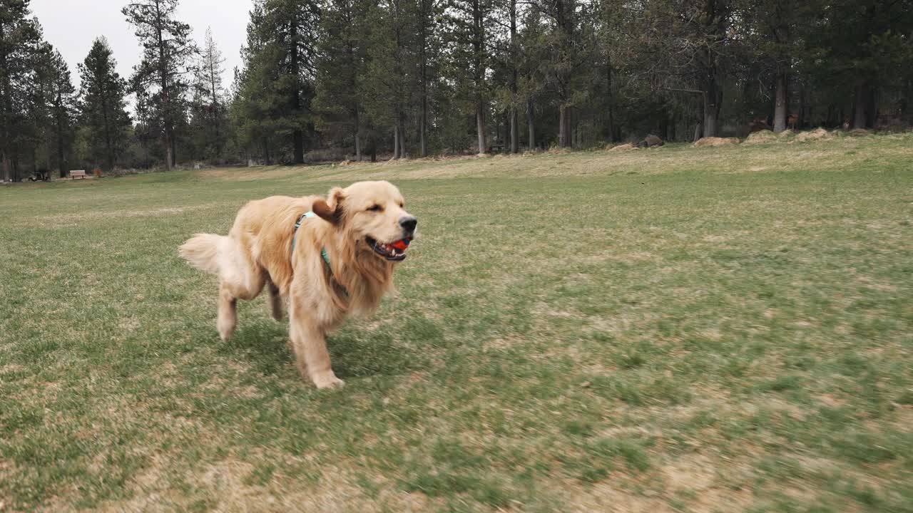 快乐的金毛猎犬在慢动作中玩捡东西和奔跑视频下载