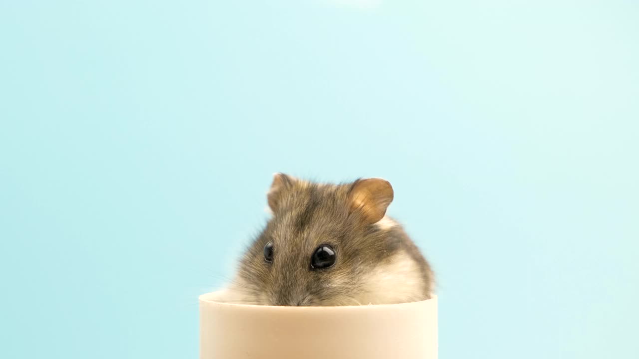 一个小的有趣的微型jungar仓鼠的特写。毛茸茸可爱的准噶尔鼠在家里。视频素材