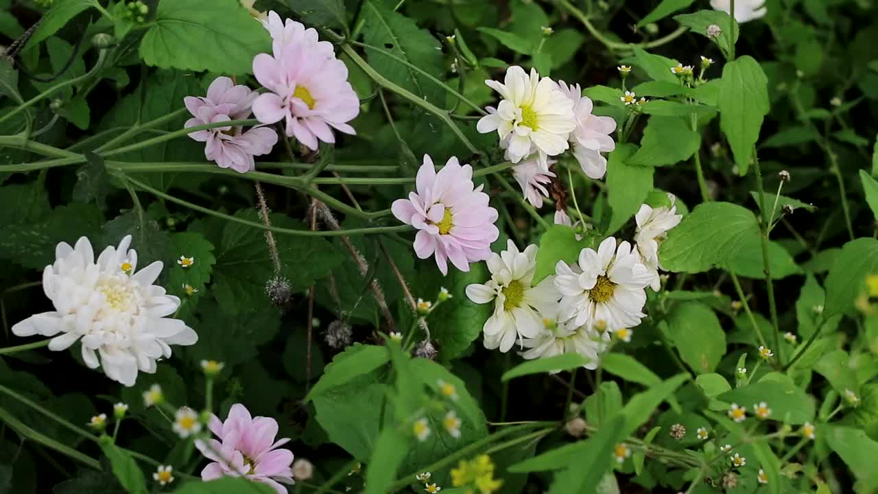 花园里开着菊花视频素材