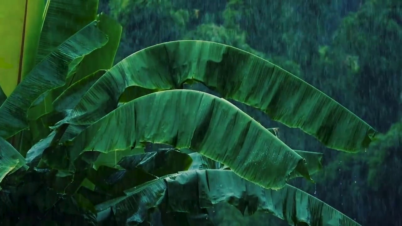 雨季雨水落在绿色的香蕉叶上视频素材