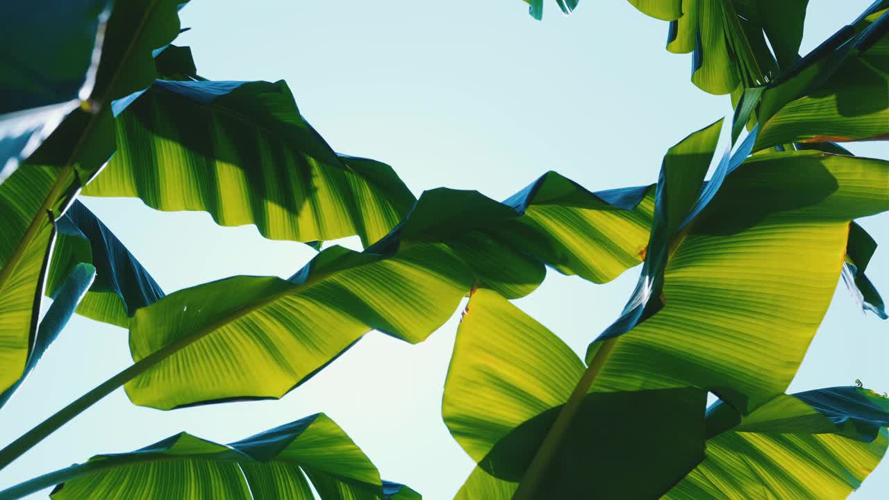 低角度的绿色芭蕉叶在风中吹向天空视频下载