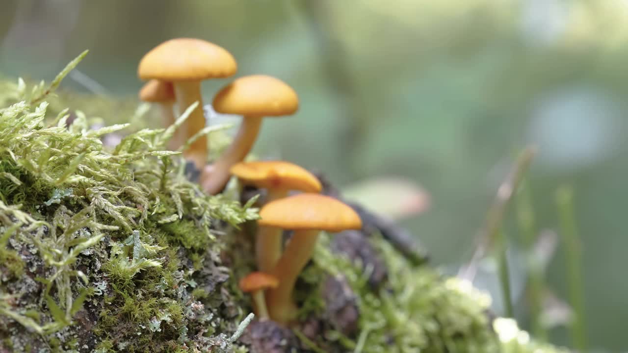 爱沙尼亚地上的小蘑菇视频下载