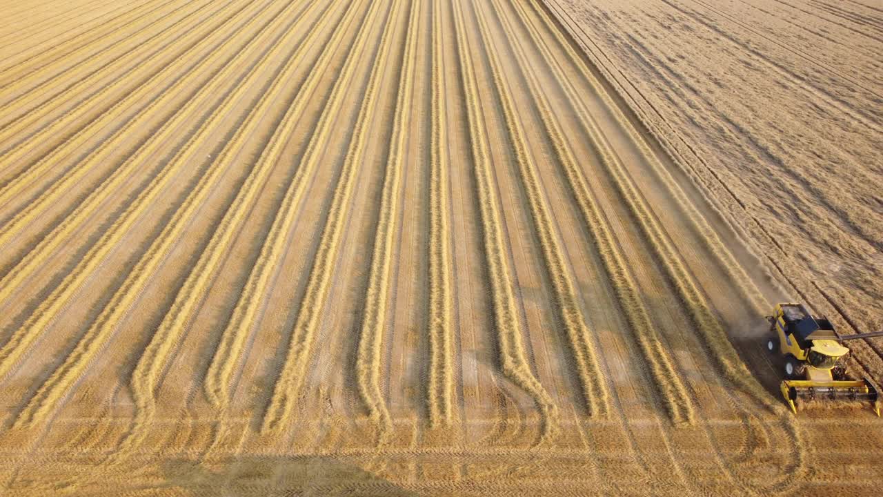 日落时在农田里收获小麦的联合收割机视频素材
