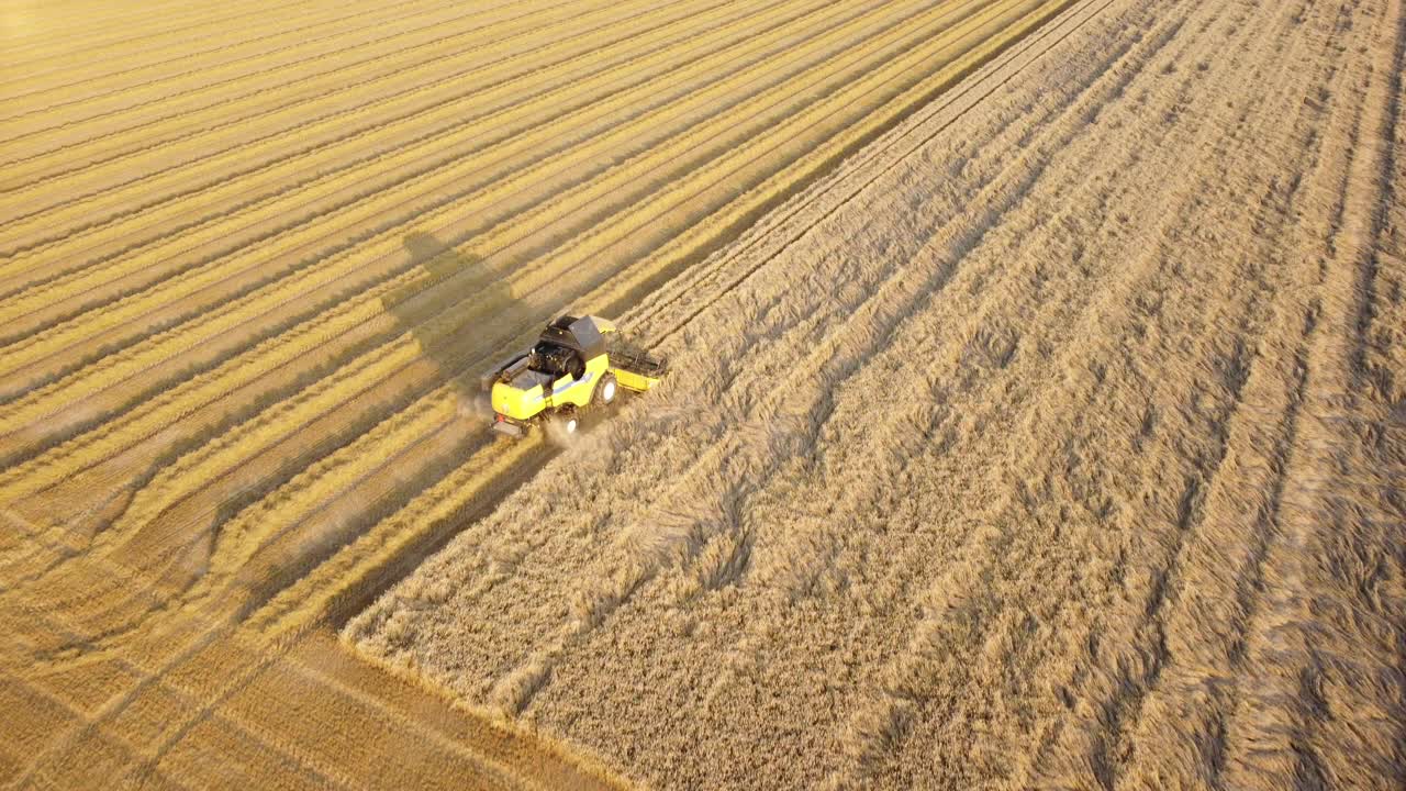 日落时在农田里收获小麦的联合收割机视频素材