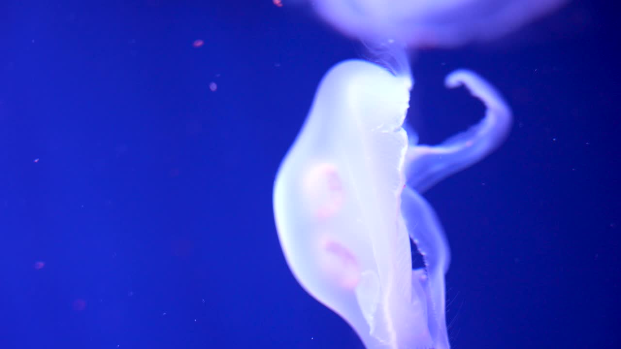 在水族馆里游泳的发光水母视频素材