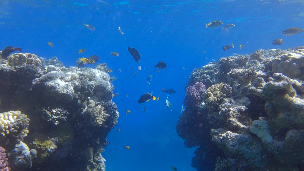 在清晨的阳光下穿过珊瑚礁的裂缝。阳光在美丽的海底峡谷在红海。海洋里的水下生物。相机移动向前视频素材