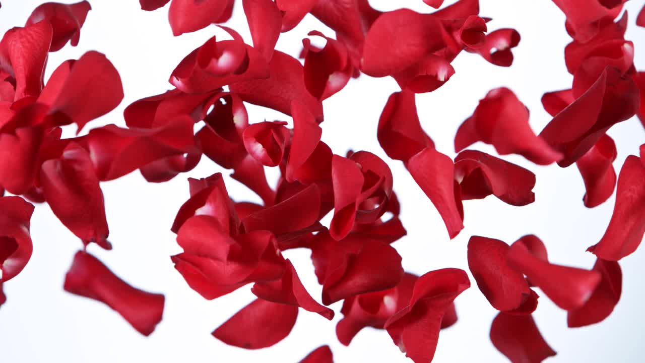 超级缓慢的飞行玫瑰花瓣在白色的背景。视频下载