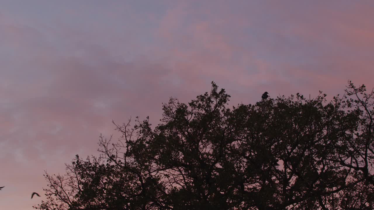 从右到左的宽角度的海鸥或鸟在天空中飞翔在日落。粉红色的天空飘着云。树部分可见。可能是沼泽地。视频下载