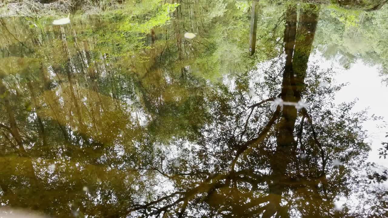 倒影在水里。一个女人走在树林里。系列的一部分。视频下载