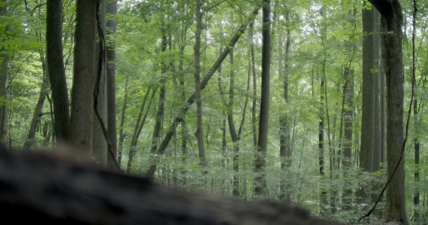 树林或森林中树木的中等角度。相机架聚焦在近角度下降的分支在fg。视频素材