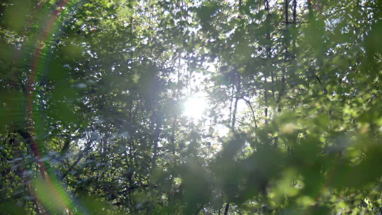树木在树林或森林中的中等角度。相机架对树枝上叶子的闭合角度进行聚焦。可见阳光或太阳光晕。视频素材