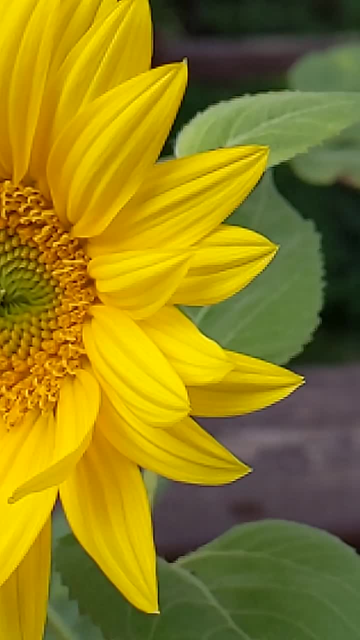 黄色向日葵的特写镜头视频下载