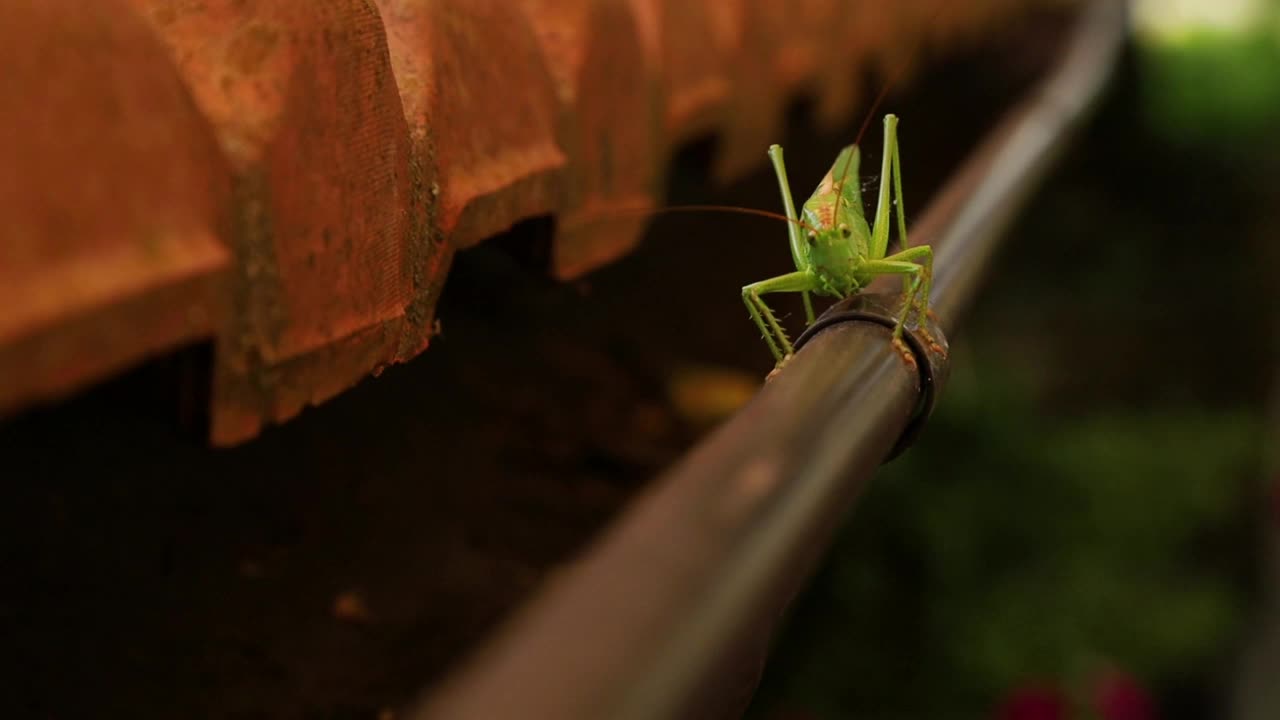 grasshopper-close起来视频下载