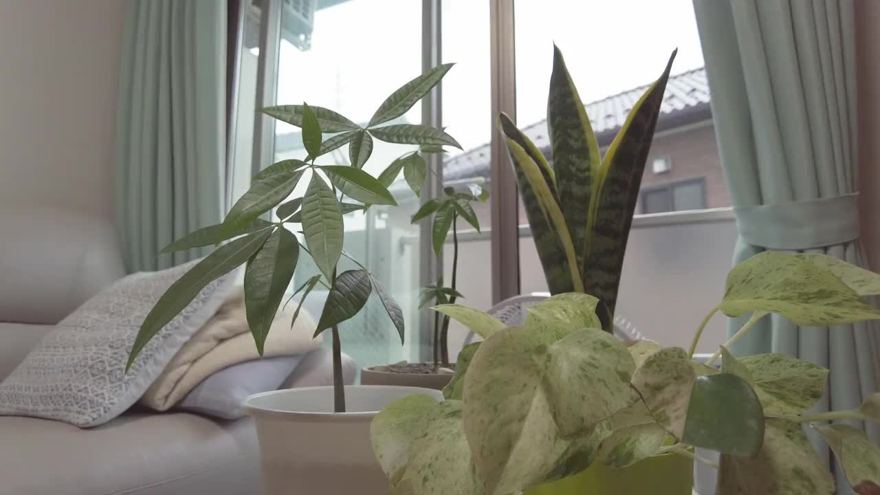装饰客厅的室内植物视频素材