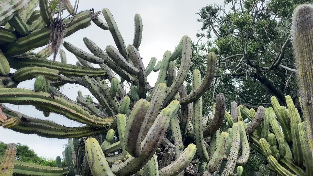 Jardín Botánico Canario Viera y Clavijo是加那利群岛之一大卡纳利岛上植物园的全称。“Jardín Botánico Canario”的意思是“金丝雀的植物园”，而附加的单词“Viera y Clavijo”是为了纪念pion视频素材