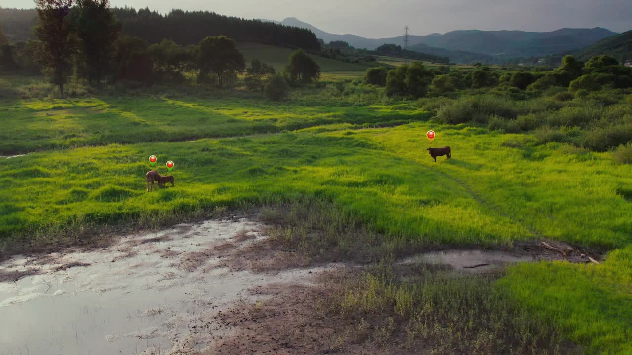 在田野的草地上吃草的肉牛视频下载