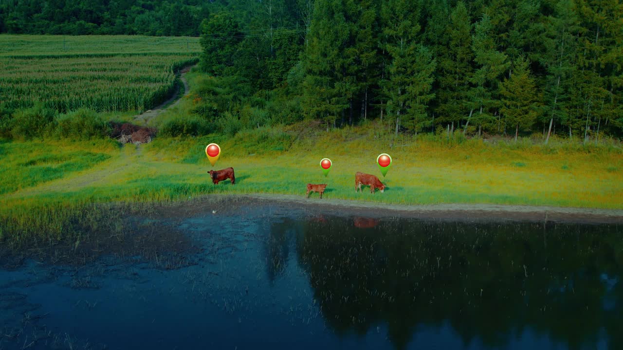 在田野的草地上吃草的肉牛视频下载