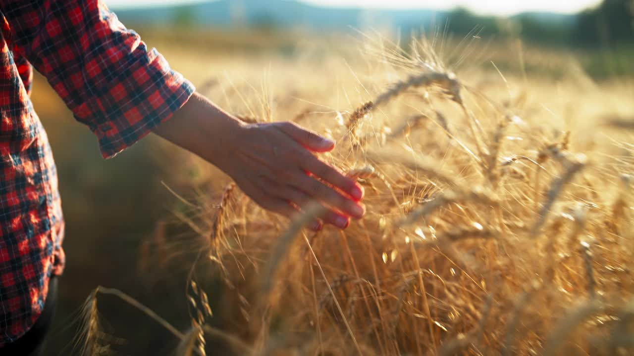 一名妇女的手轻轻地抚摸着农田里的小麦视频下载