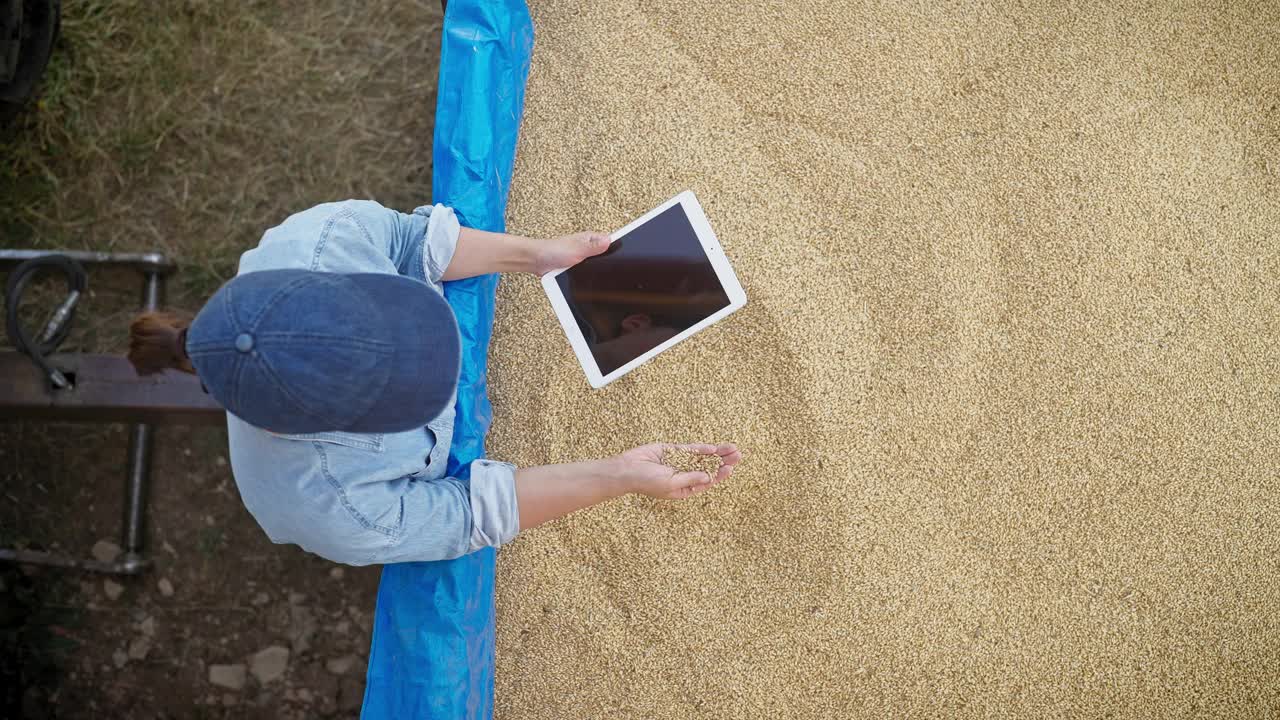高角度的照片，年轻的女农民使用数字平板电脑和检查小麦种子视频下载