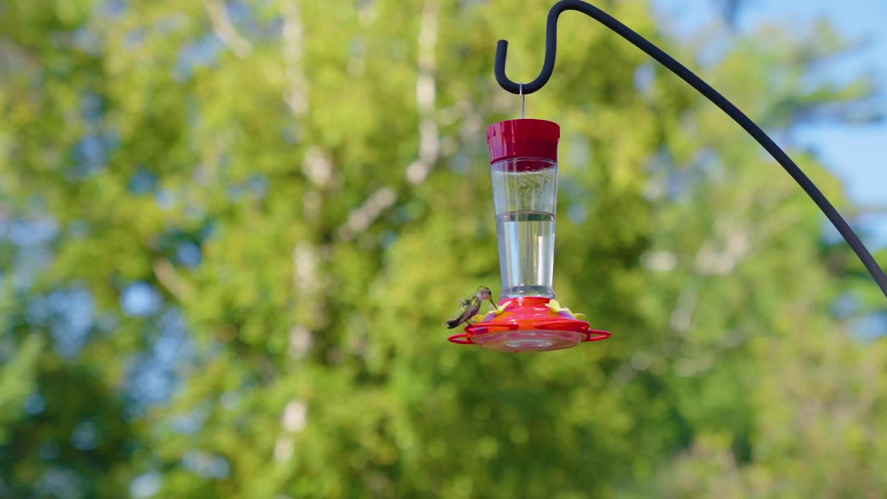 蜂鸟用超级慢的动作喝着糖水喂鸟器，然后飞进了树林视频下载
