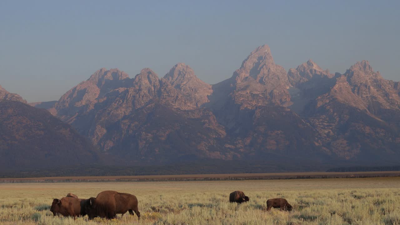 WS 4K日出拍摄的一群野牛(bison野牛)在温暖的春天附近吃草，背景是提顿山脉视频下载