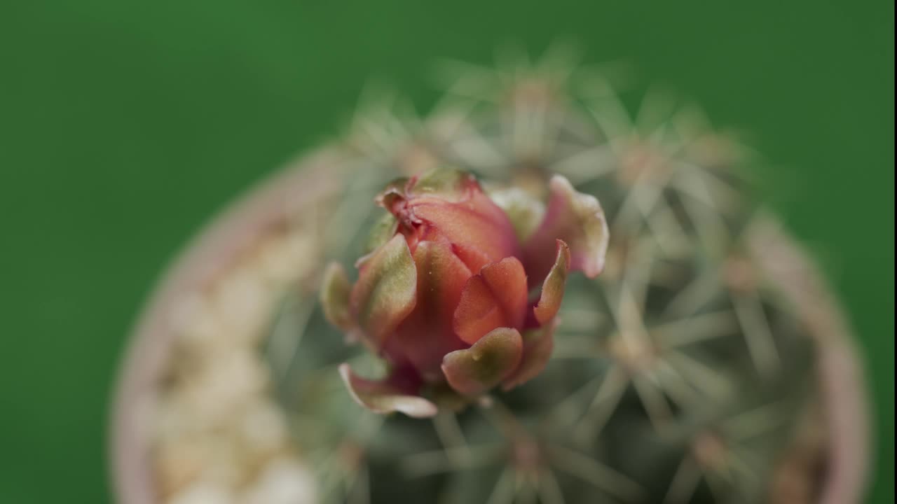 时隐时现的粉红色软仙人掌花在绿色的背景中盛开。视频素材