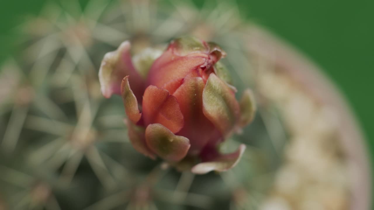 时隐时现的粉红色软仙人掌花在绿色的背景中盛开。视频素材