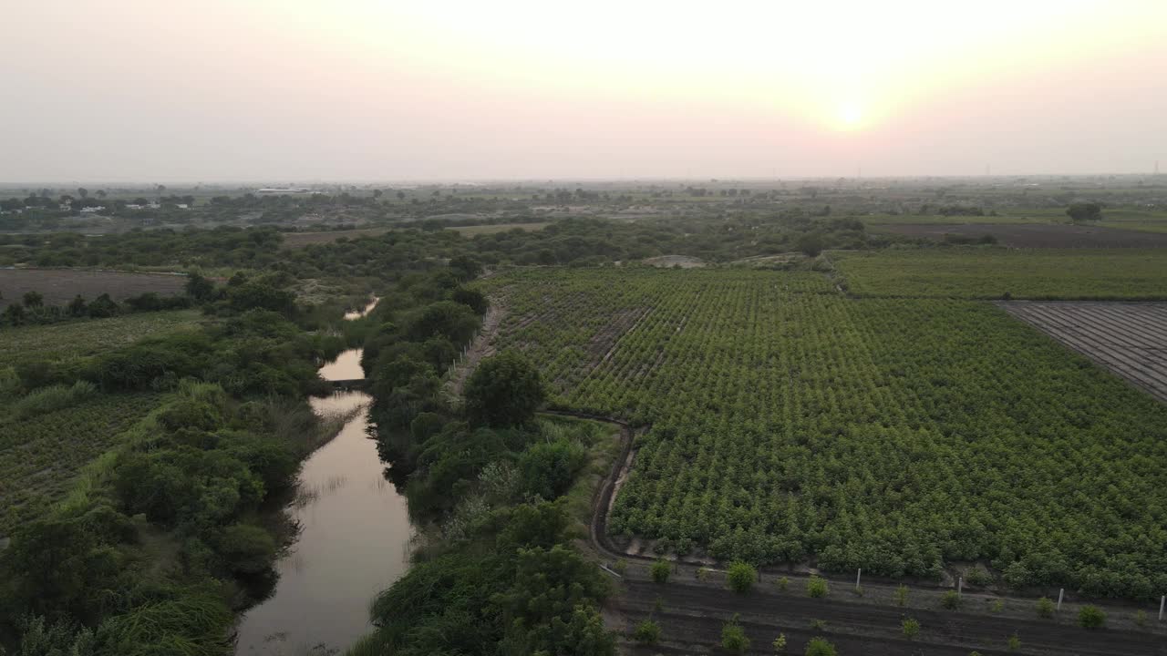 印度，MORBI - 2020年12月12日:空中拍摄的谷物作物田与收获机在工作过程中视频下载