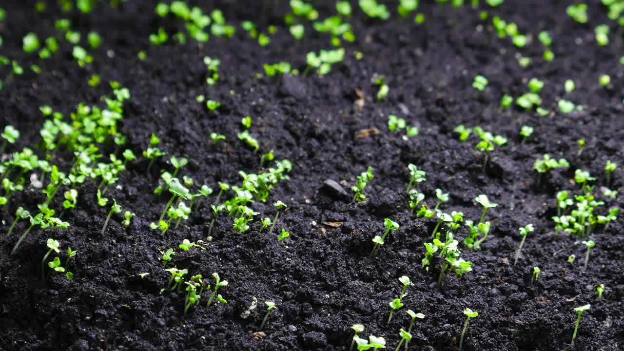 种子生长在春天，植物时间推移，4k概念的生命起源。温室农业中新生西洋菜沙拉的种子发芽视频素材