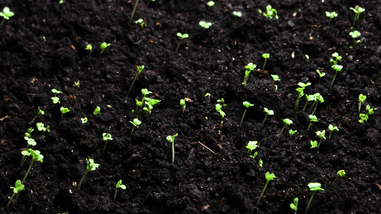 植物生长在春天的时间流逝，4k概念的生命起源。温室农业中新生西洋菜沙拉的种子发芽视频素材