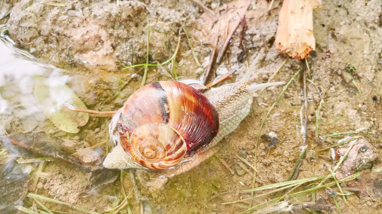 蜗牛在水里视频素材