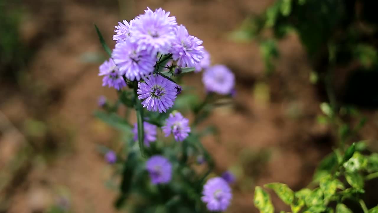 紫罗兰菊花在花园里开放视频素材