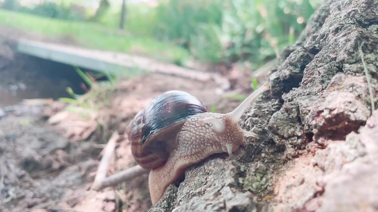 岩石上的蜗牛视频素材