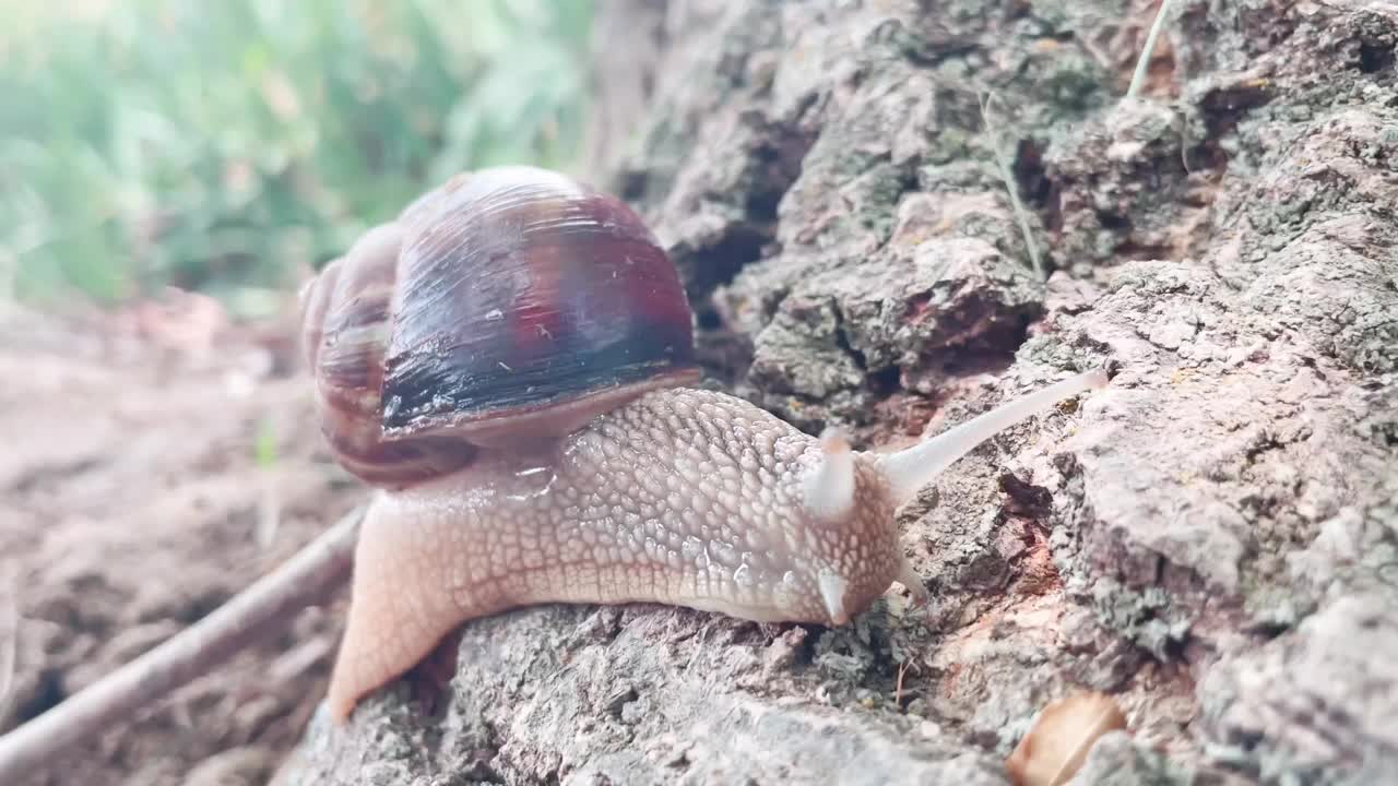 蜗牛在岩石上的马车里视频素材