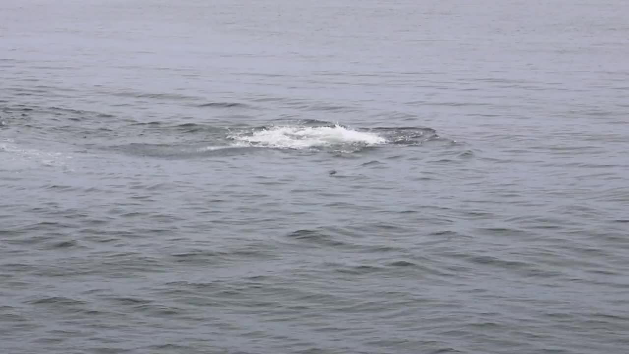 座头鲸破壳而出视频素材