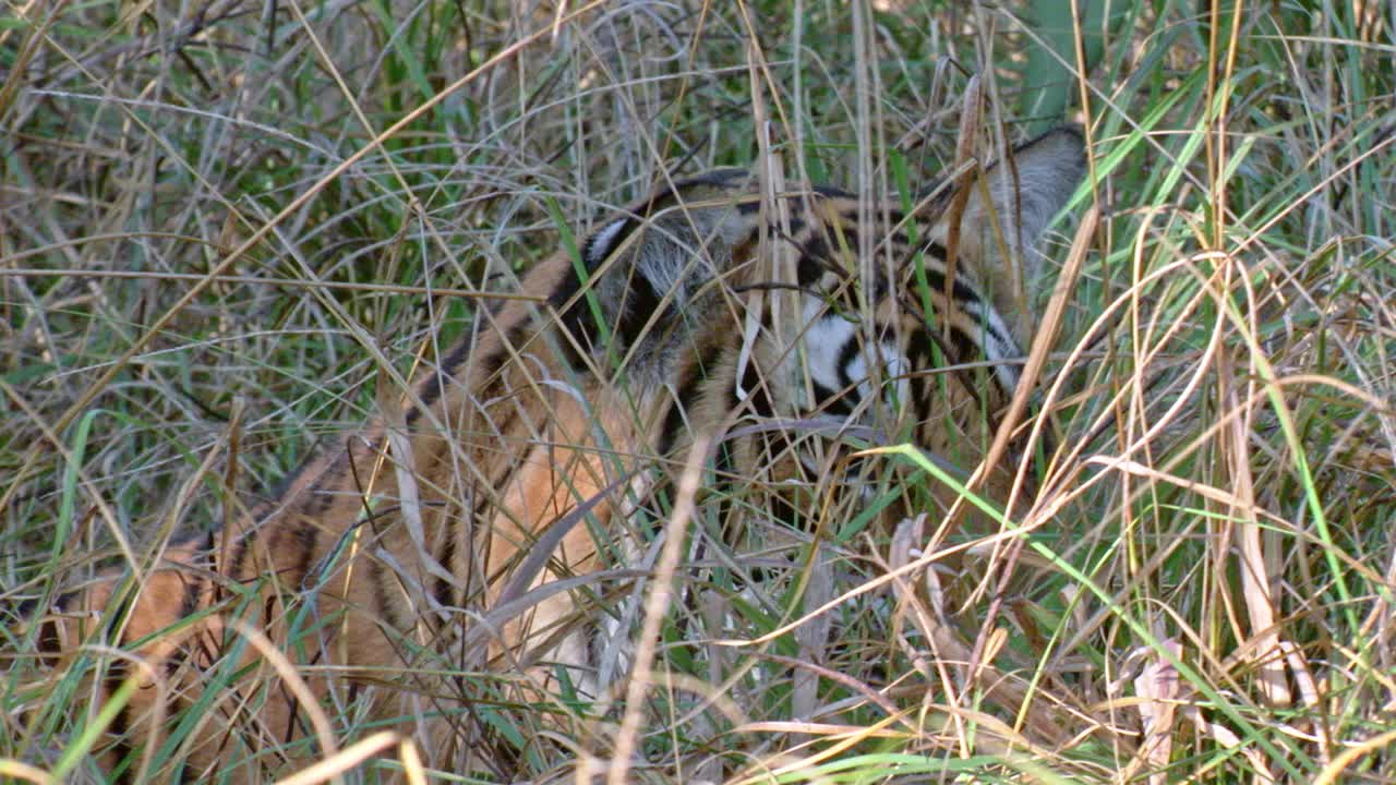 老虎坐在灌木丛后面——特写镜头视频下载