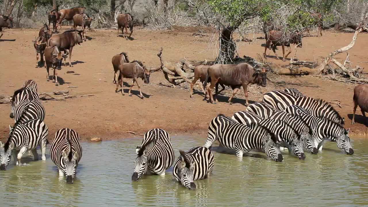 南非姆库兹野生动物保护区，平原斑马和蓝色角马在水坑里饮水视频素材