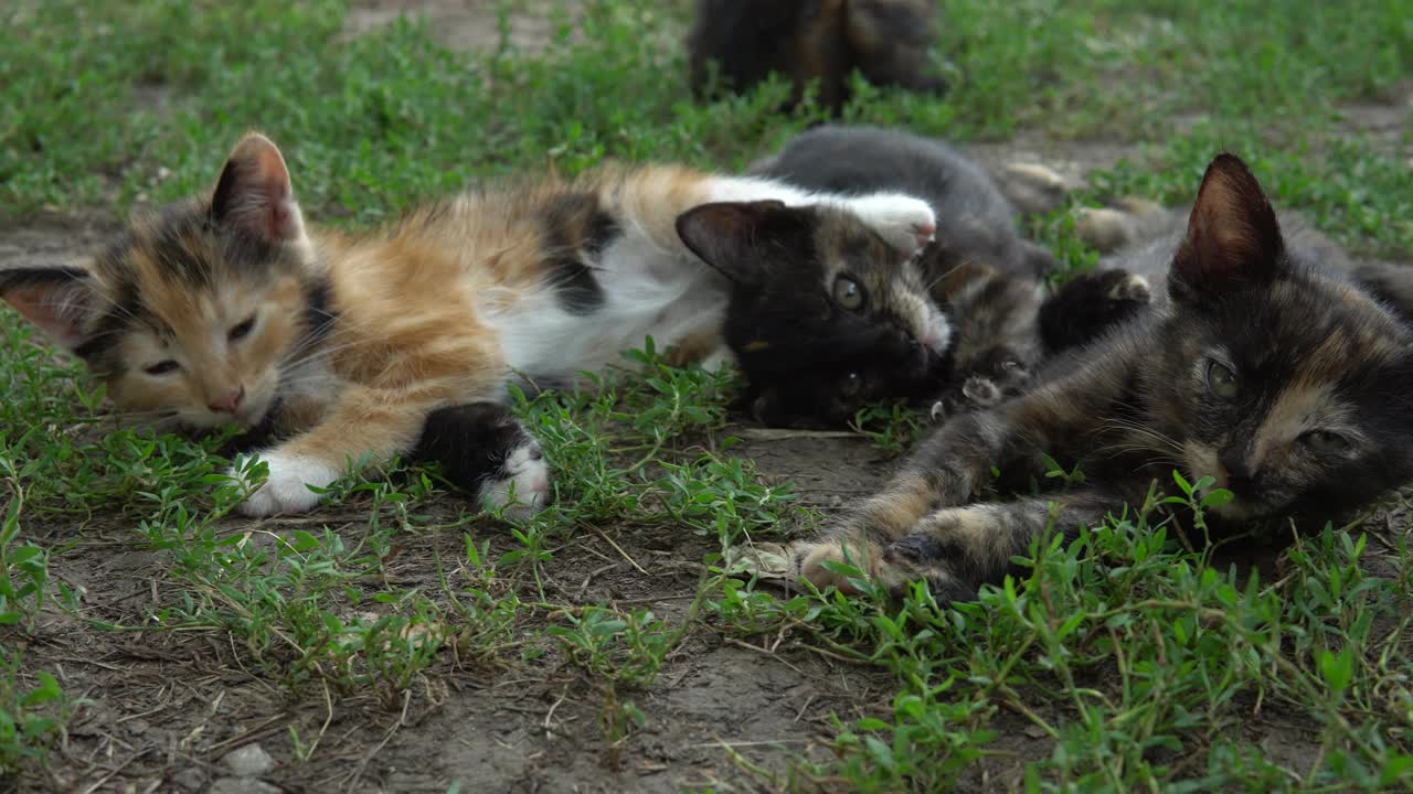 几只可爱的小猫躺在草地上玩耍视频素材