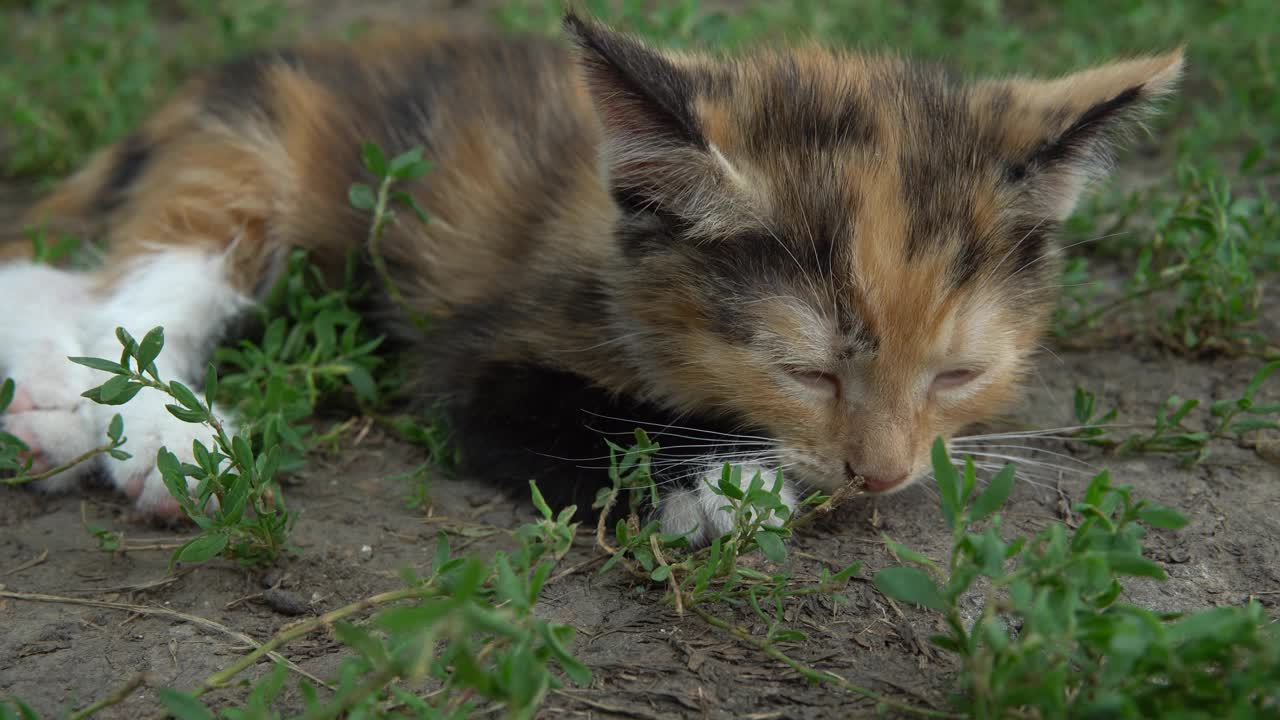 小可爱的三色小猫躺在近距离视频素材