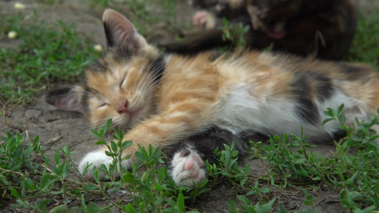 小可爱的三色小猫睡在草地特写视频素材