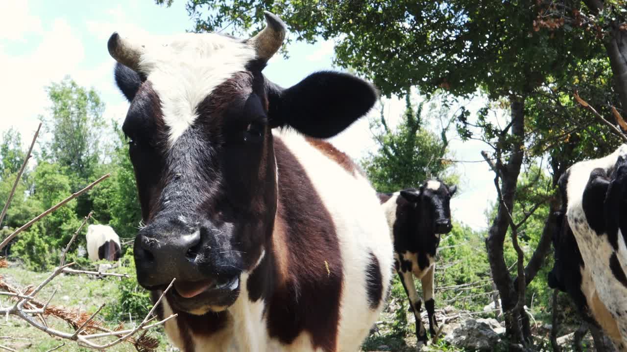 美丽的草地上有令人惊叹的奶牛视频素材