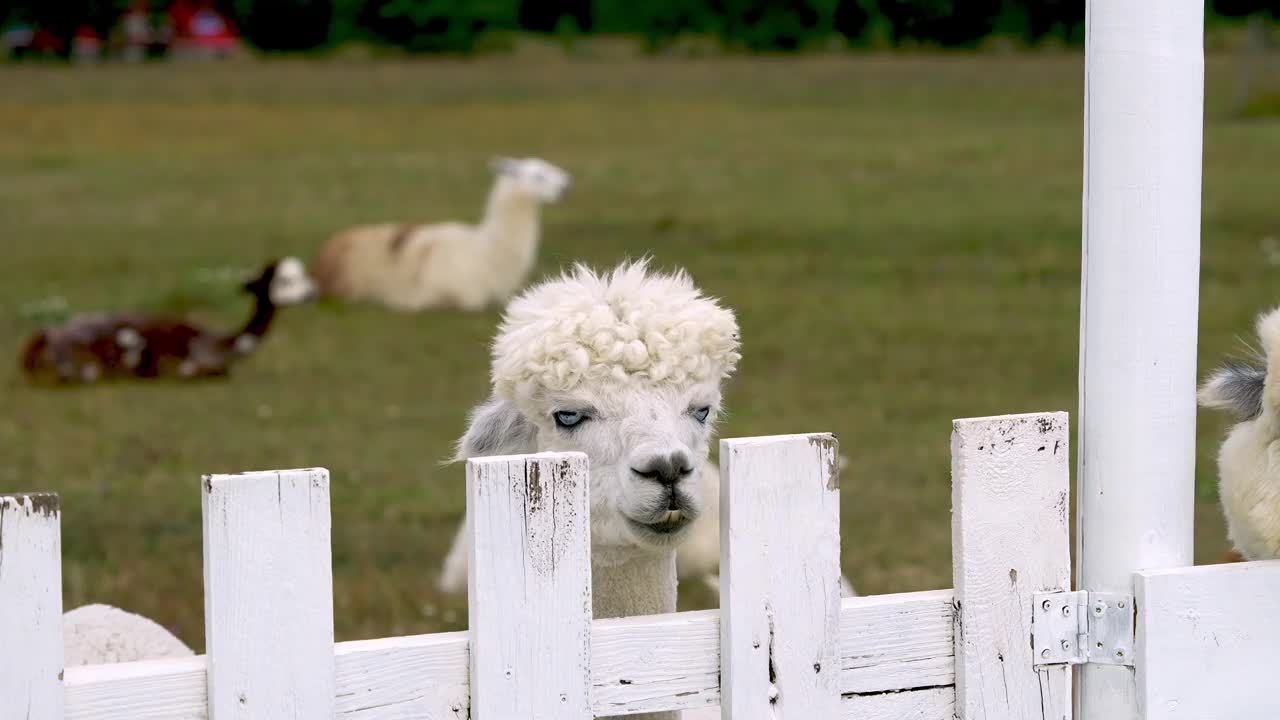 蓝色眼睛羊驼动物头部的特写滑稽的头发剪和咀嚼动作视频素材