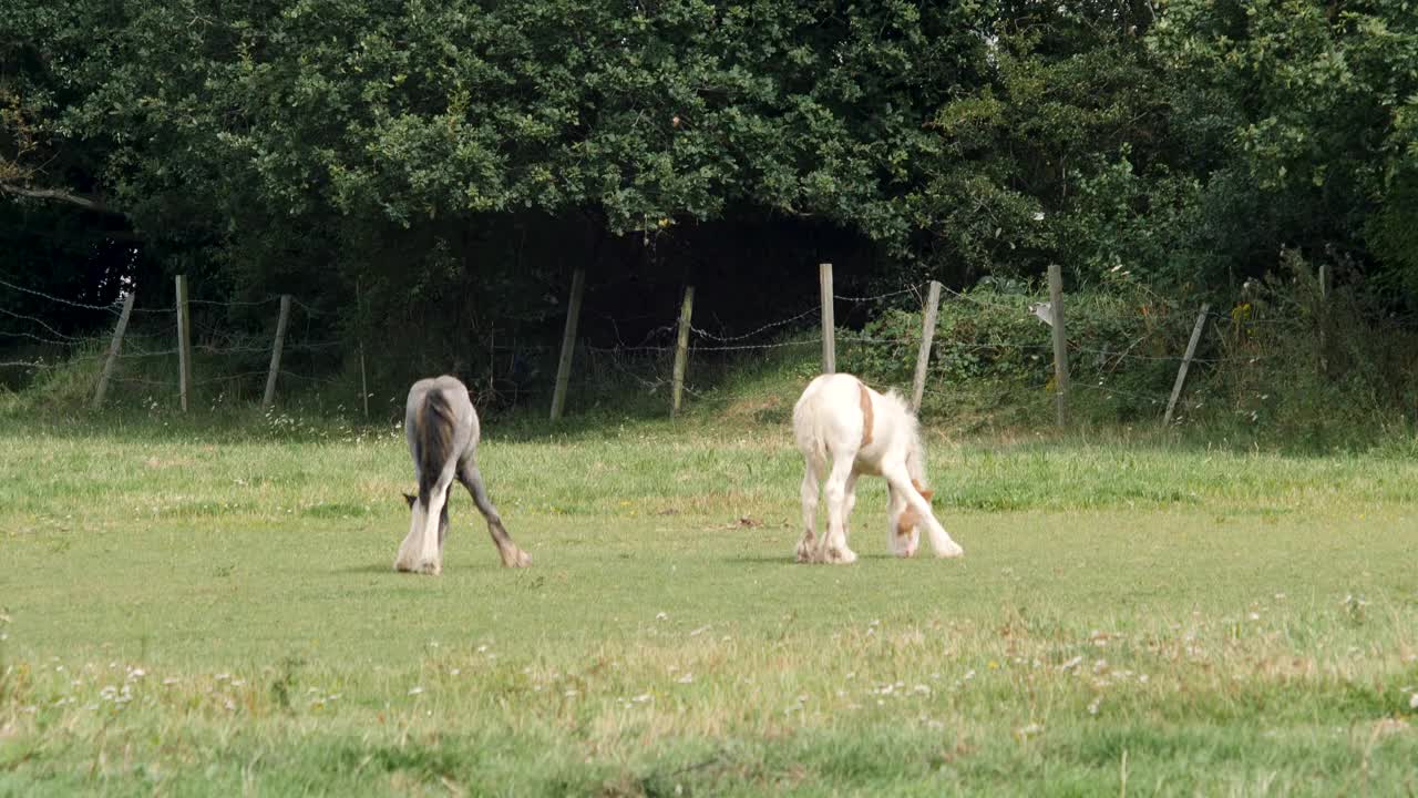 在一个阳光明媚的早晨，一个农场牧场上的一个绿色围栏里吃草的小马驹郡马的4K镜头视频素材