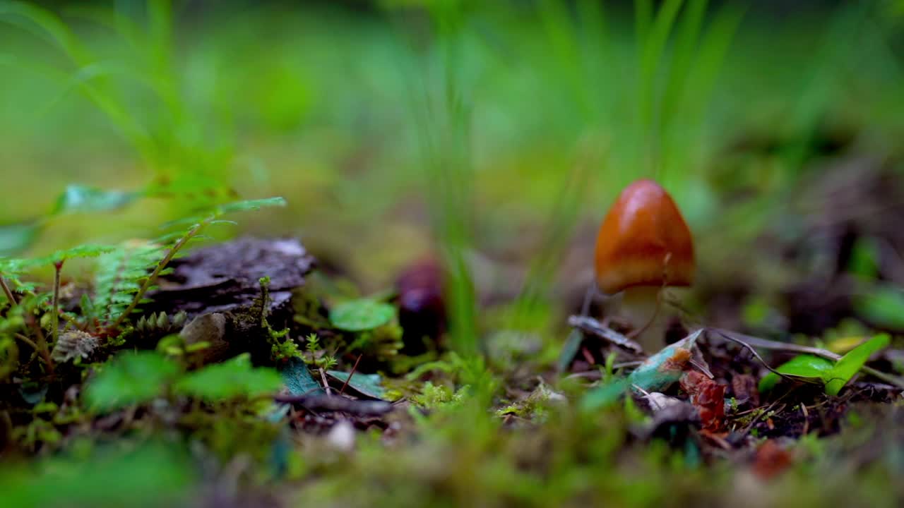森林里生长着新鲜的蘑菇，一个下雨天视频下载
