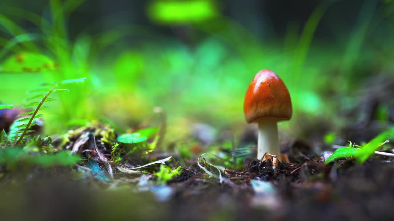 森林里生长着新鲜的蘑菇，一个下雨天视频下载