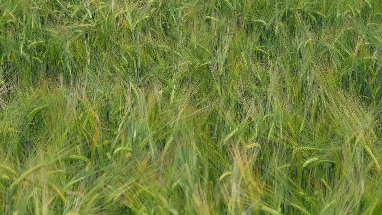 夏天的麦田里，一片黄澄澄的绿色视频素材