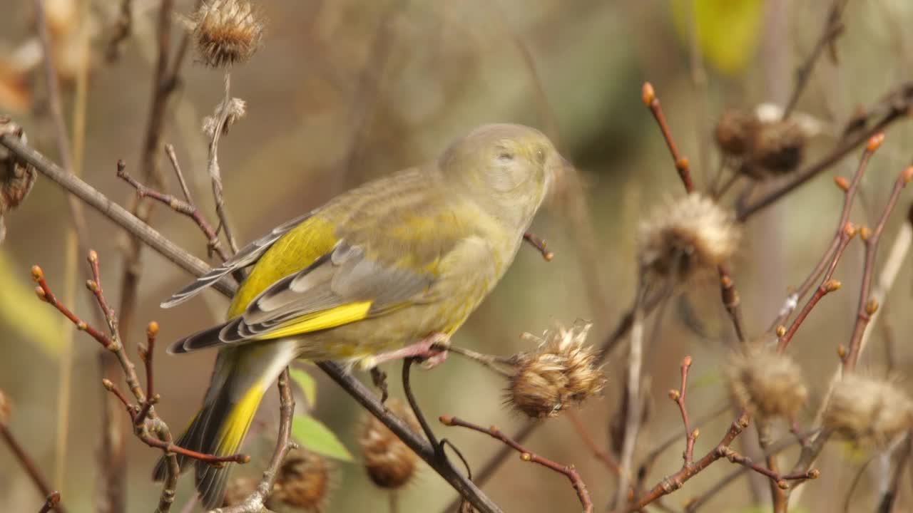 白俄罗斯春天喂养的绿翅雀视频下载